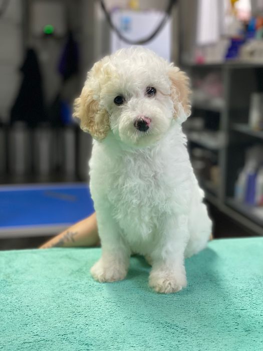 Imperdível!!!Lindo bebê de caniche (poodle) médio procura novo dono!!!