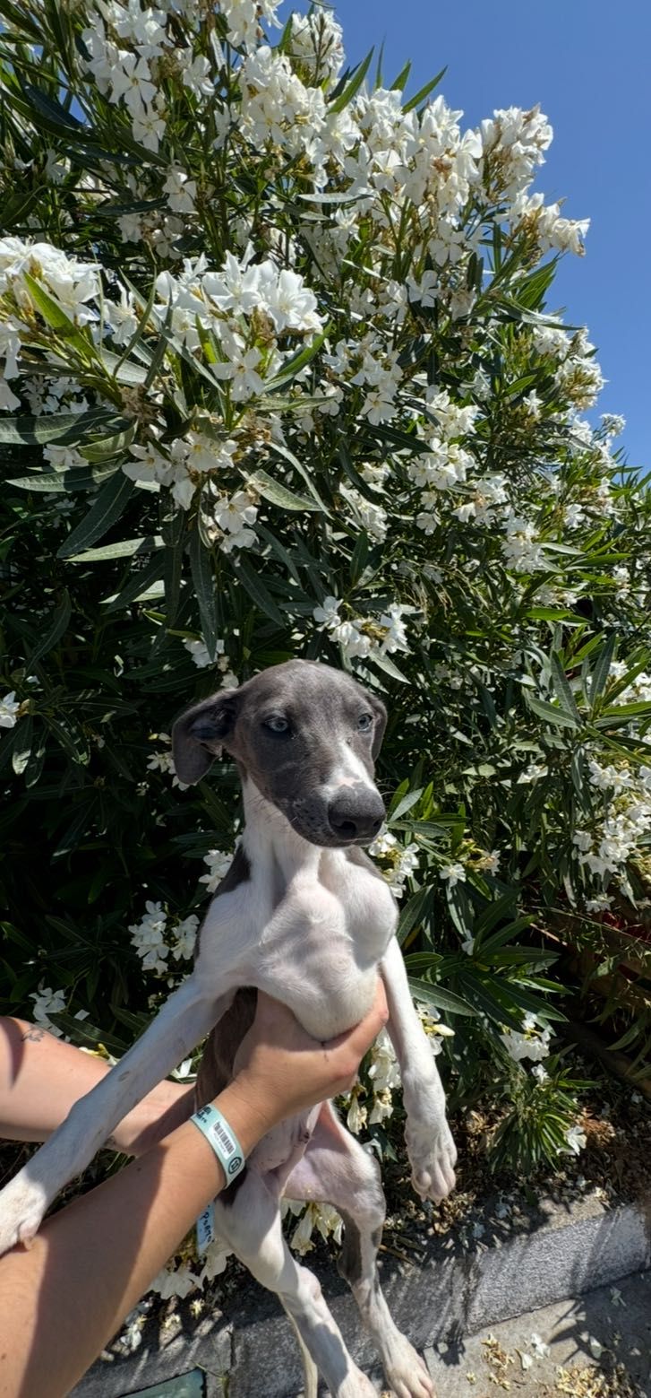 Galguinho Whippet