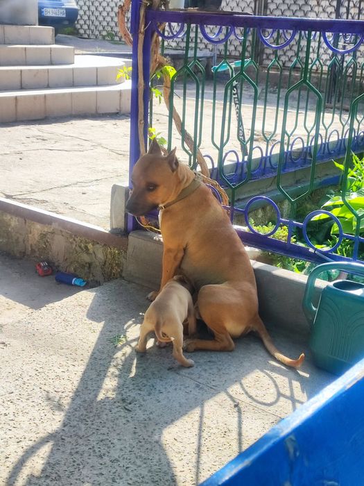 Вязка стаффорширский терьер