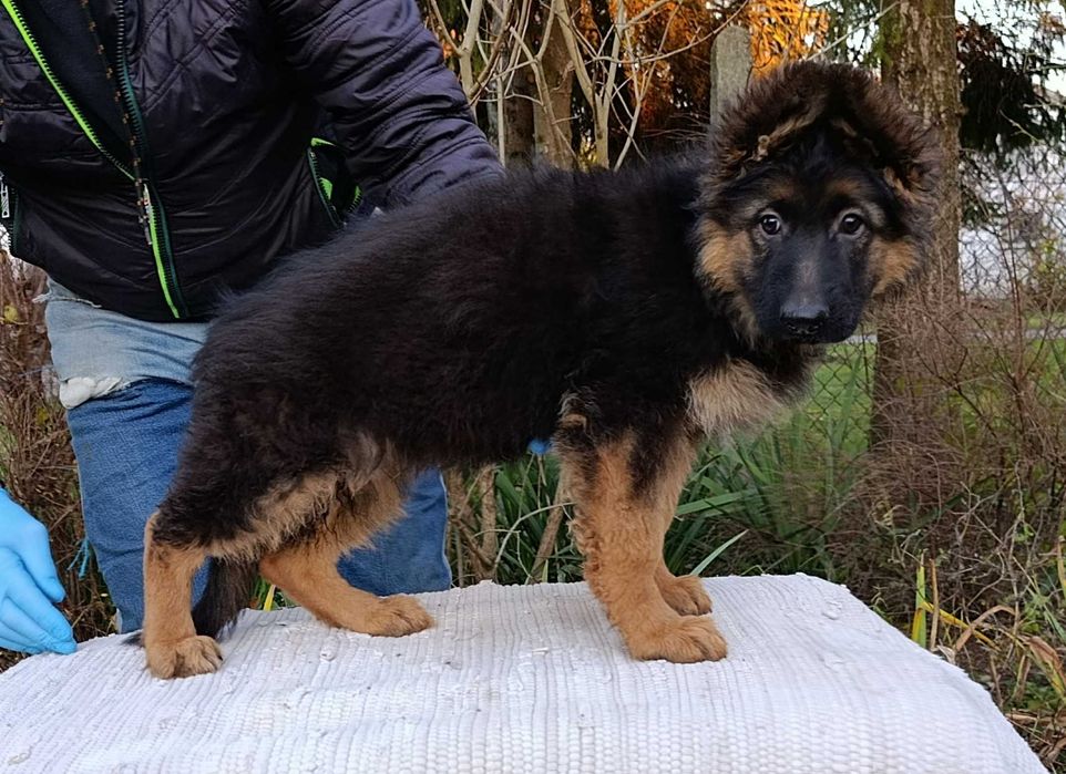 Owczarek niemiecki długowłosy FCI piesek 2 miesiące