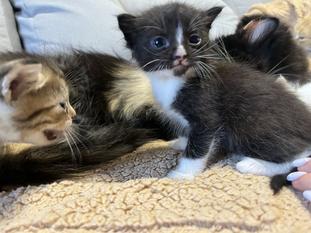 Море муркотіння у ваш дім!