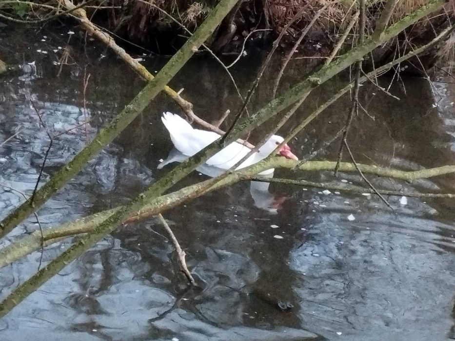 Індокачур (важка лінія)