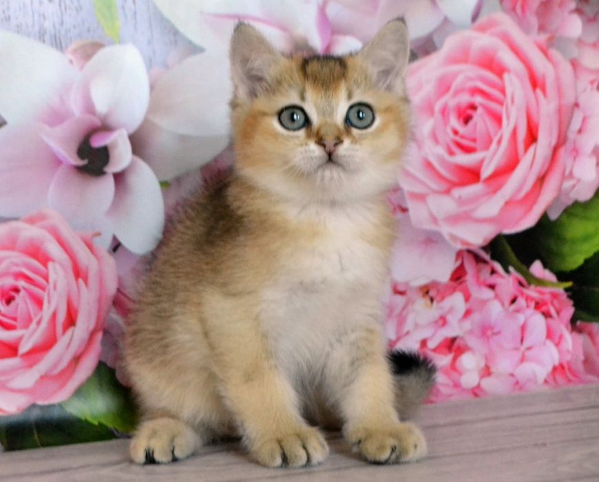 Британские котята, золотые шиншиллы