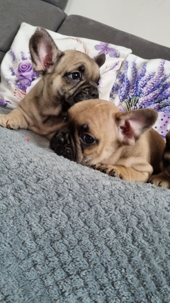 Buldog francuski pies