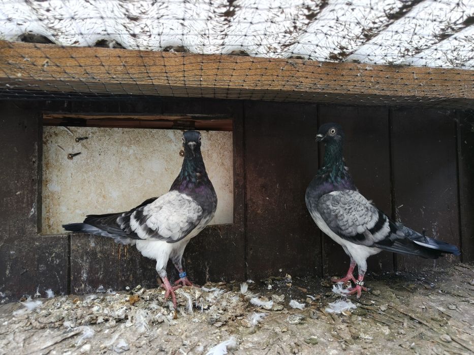 Deresze deresze  wegierskie golebie