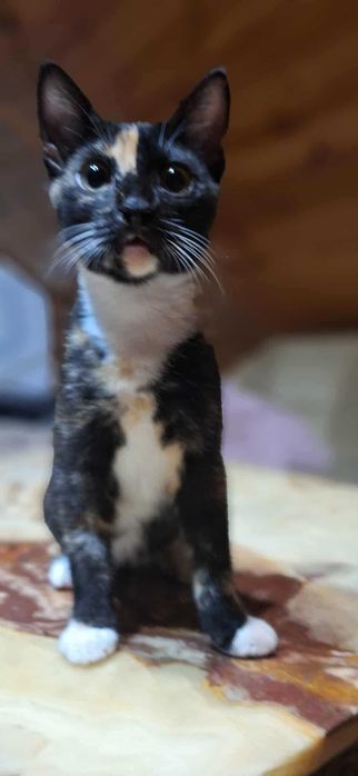 Przepiękna mała szylkretowa kotka do adopcji