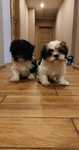 Piesek szczeniak Shih tzu