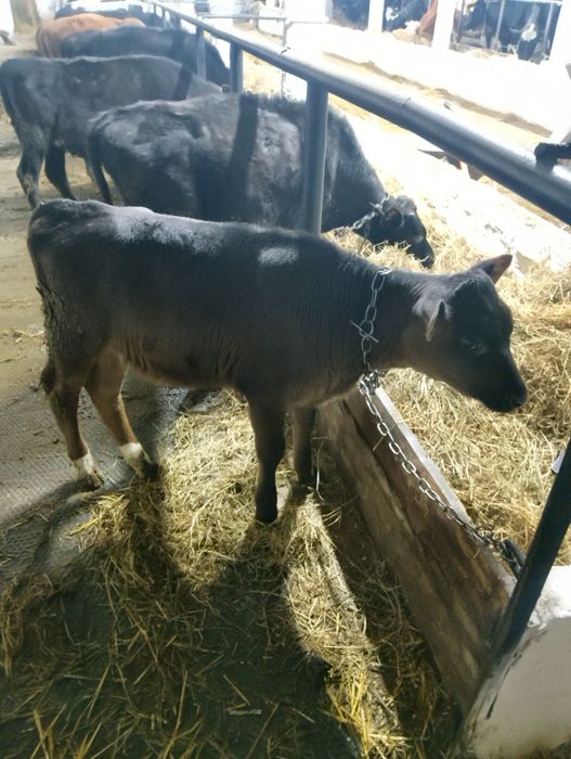 Продам теличку полукровку джерсея