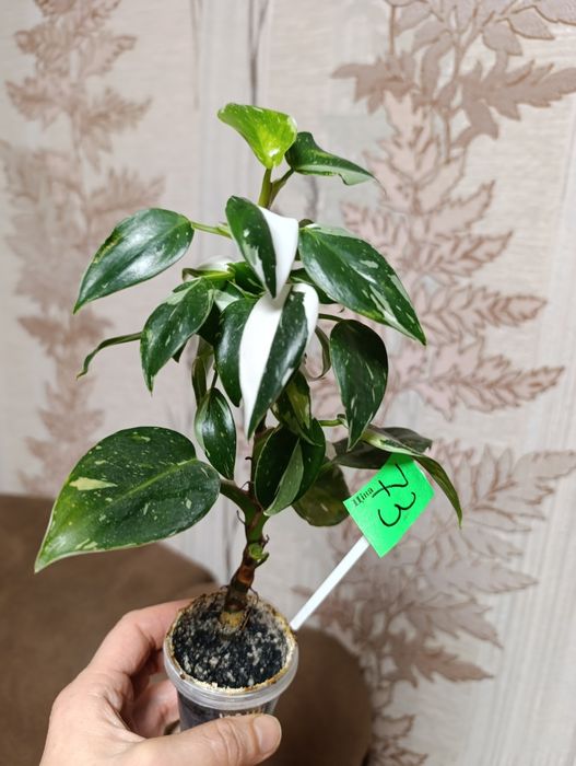 філодендрон Біла принцеса триколор