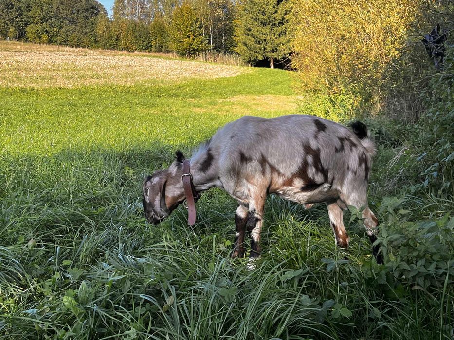 Koziołek anglonubijski