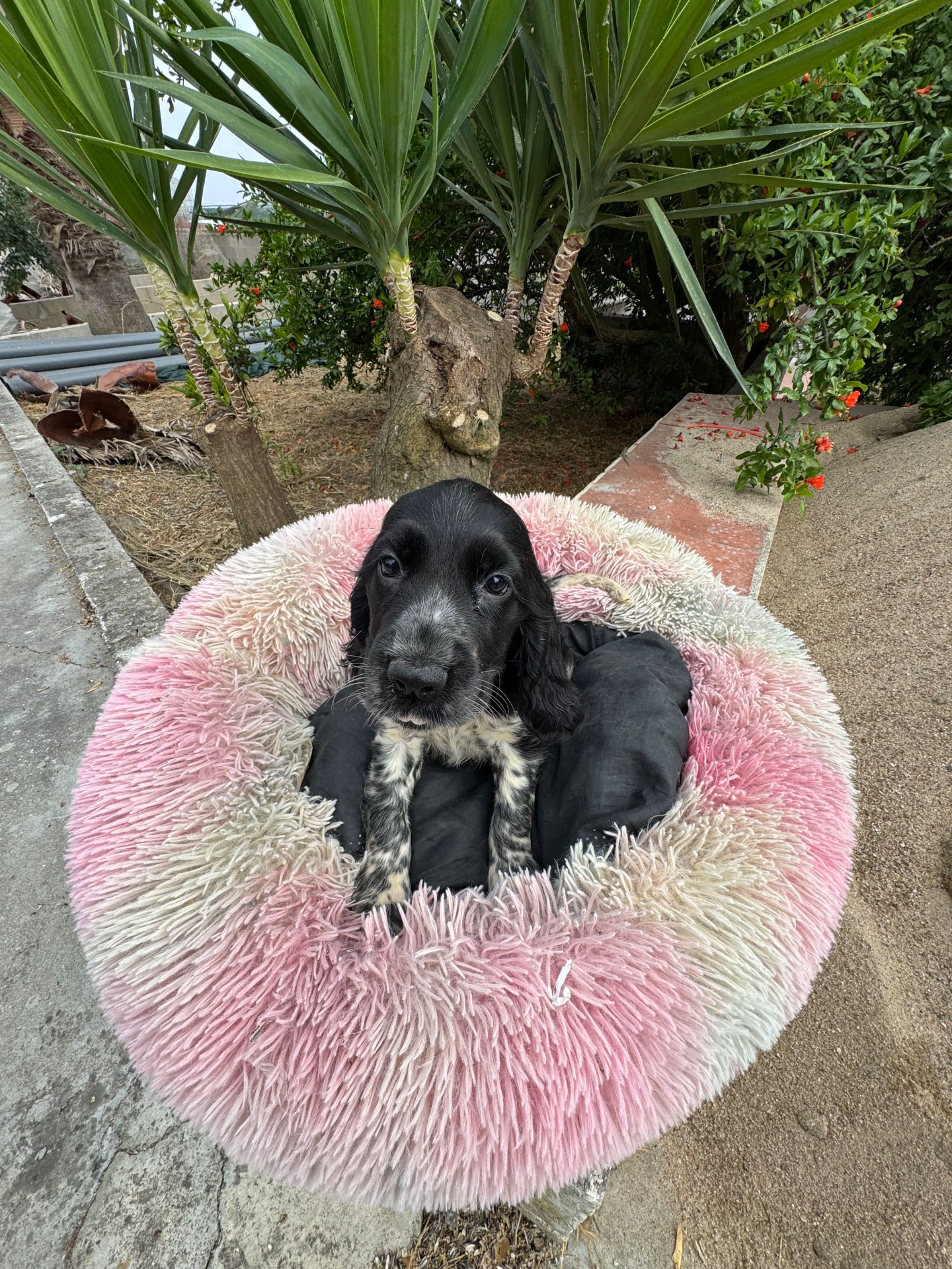 Cocker Spaniel inglês.