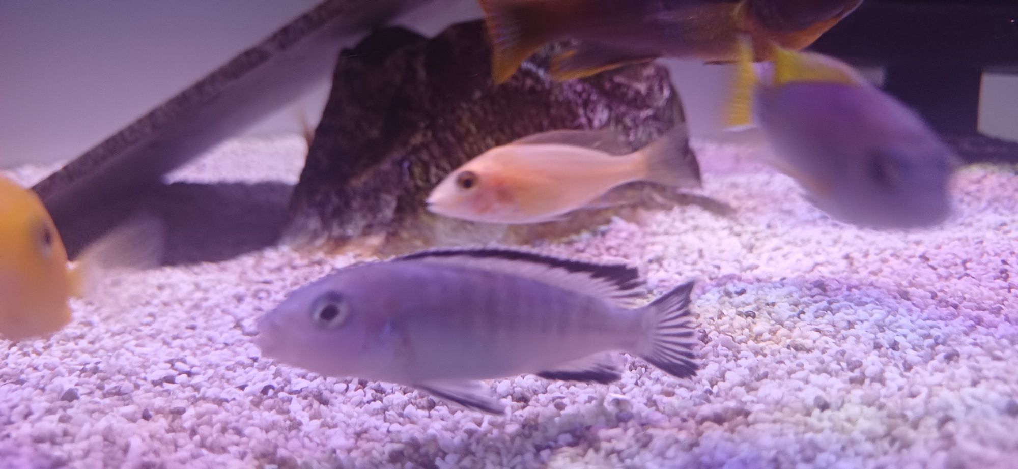 samice Pyszczaka  Pseudotropheus socolofi Pyszczak niebieski