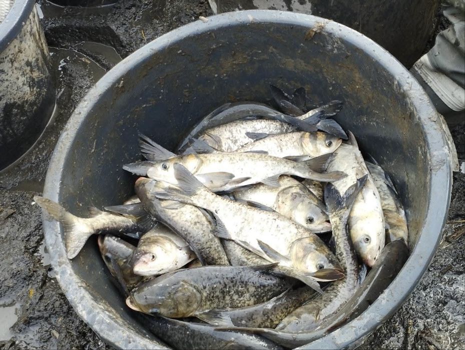 Tołpyga na sprzedaż