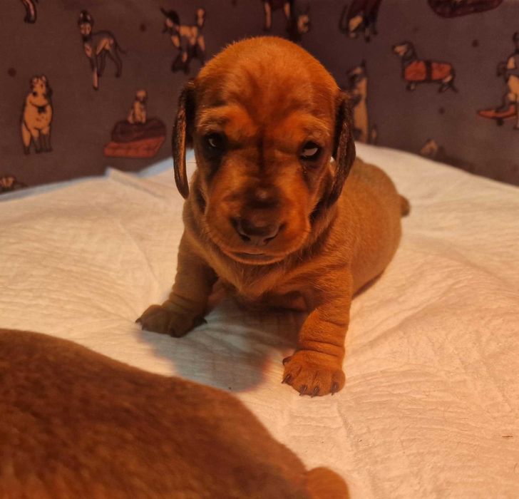 Jamnik krótkowłosy miniaturowy - suczka z rodowodem ZKwP (FCI)