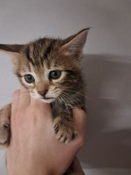 Віддаю в добрі руки котів