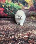 Szpic Miniaturowy Pomeranian