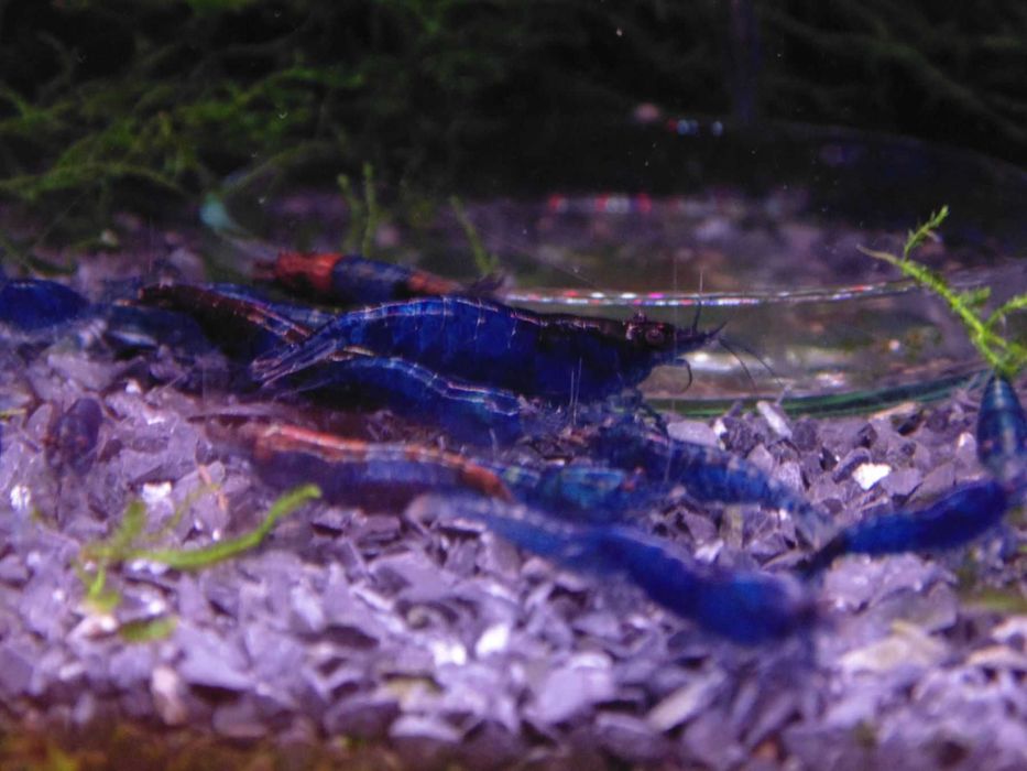 Krewetki Neocaridina Blue