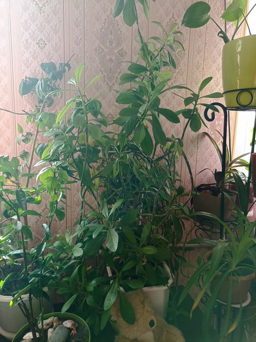 Комнатные растения