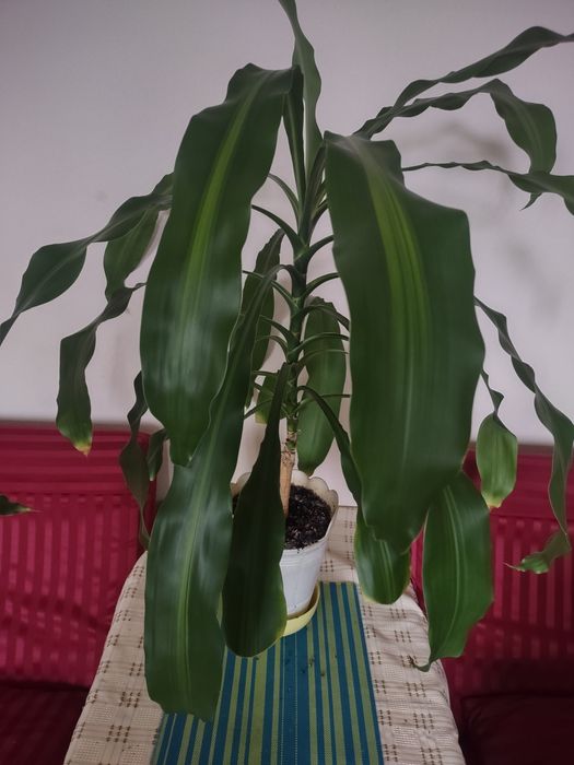 Dracena wonna Juka domowa ok.100 cm.
