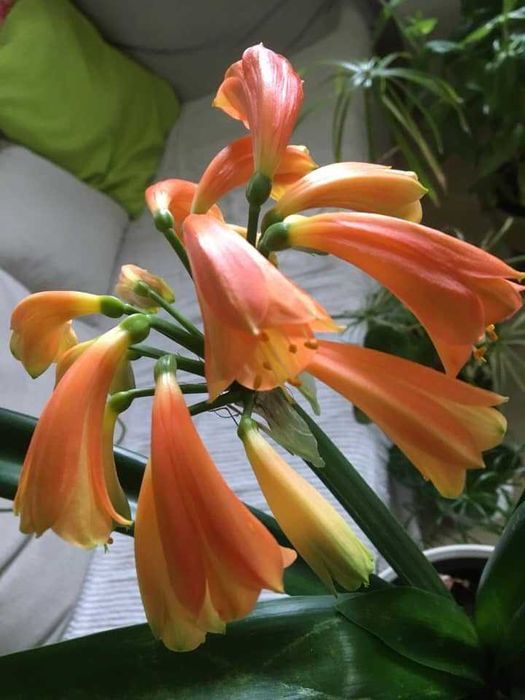 kliwia nobilis kolekcjonerska