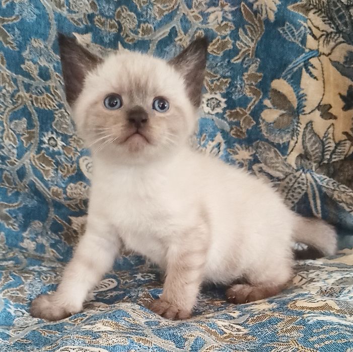 Мальчик с голубыми глазами