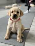 Labrador Retriver miot A -Aiszka odbior na koniec tygodnia