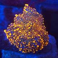 Ricordea Yuma koralowiec akwarium morskie koralowce wwwKoralePro