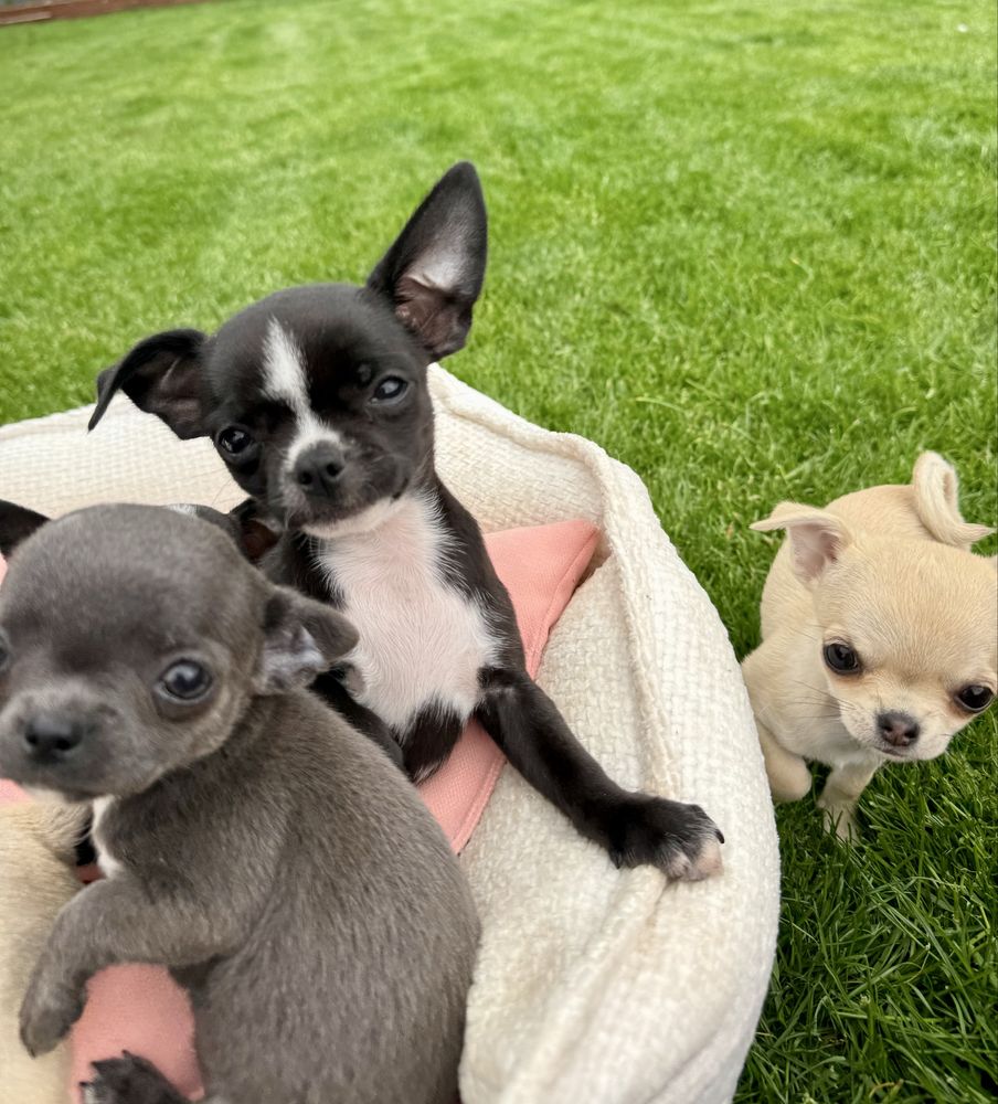 Chihuahua z prawidziwym rodowodem ZkwP FCI