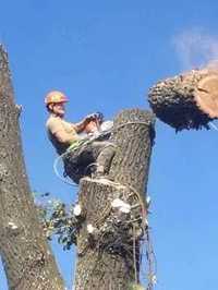 Wycinka i pielęgnacja drzew. Przycinanie żywopłotów i formowanie drzew