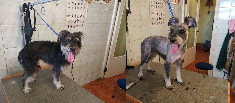 Стрижка собак, котов, животных всех пород, грумер со стажем