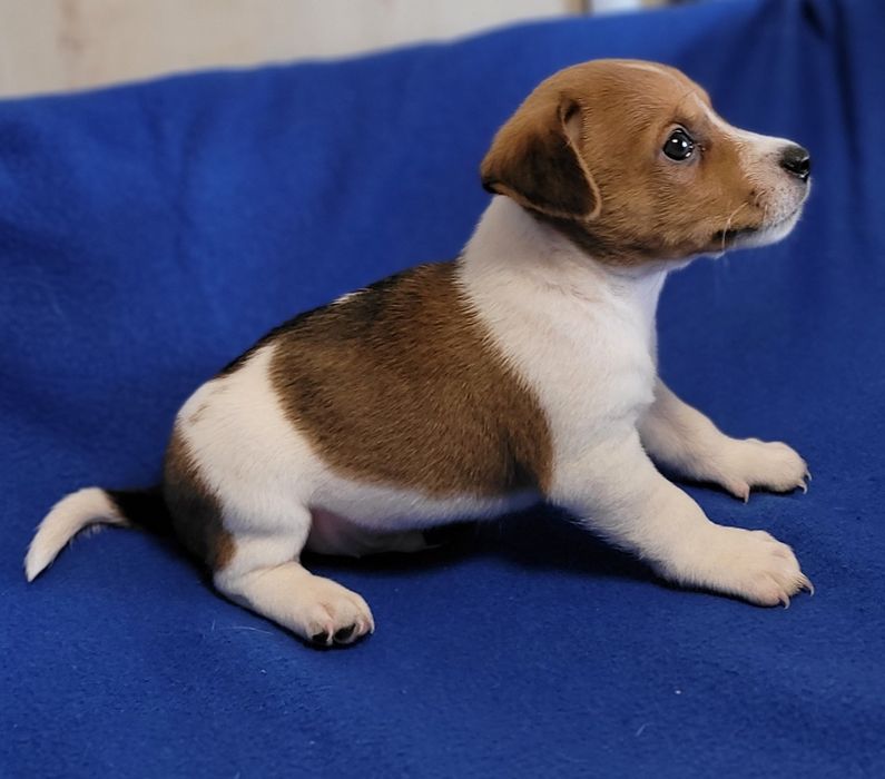 Jack Russell Terrier Szczeniak Śliczny Zaprasza