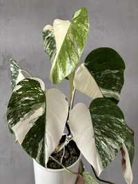 Monstera Variegata, piekne sadzonki