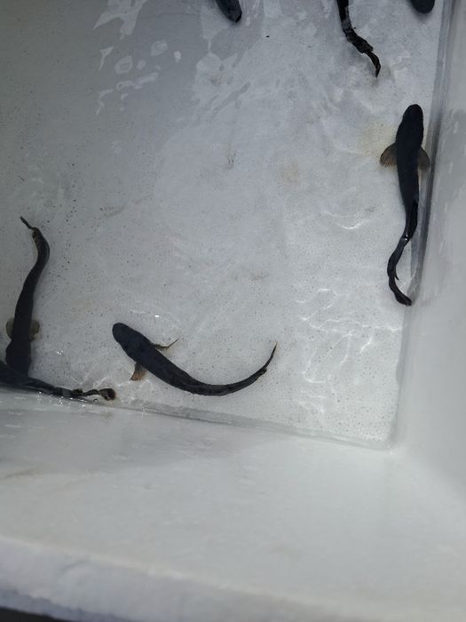 Karaś pospolita złota 18-20cm  Dostępny Jesiotr, karp