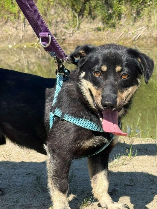 Zygzak- radosny i młody psiak do adopcji