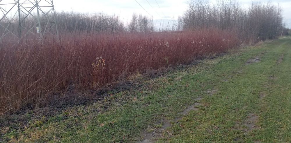 Sprzedam wiklinę na pniu!