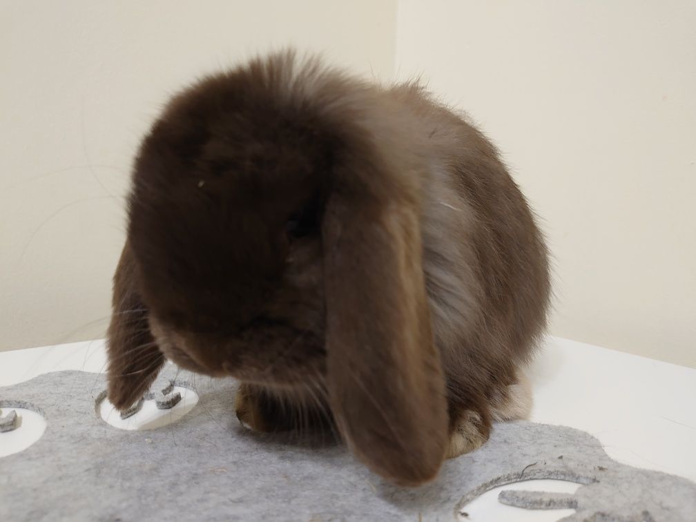 Króliki Mini -Lop