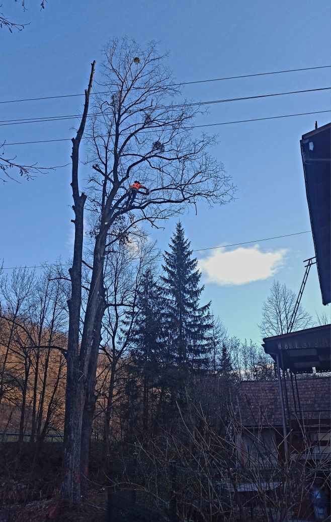 Alpinistyczna wycinka i pielęgnacja drzew, cały rok. Mielenie gałęzi.