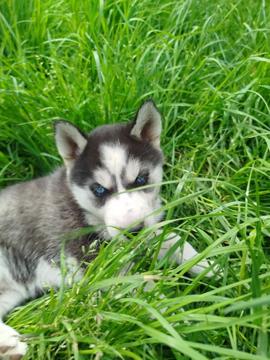 Już są piękne szuczki Syberian Hasky