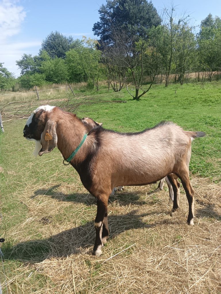Kozioł anglonubijski