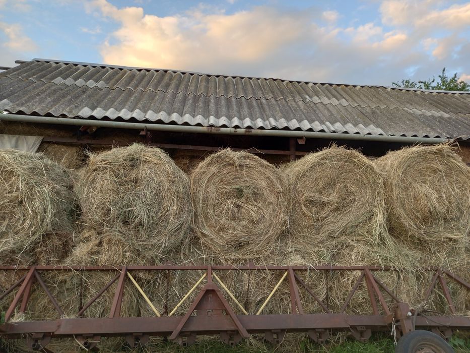 Продам сіно свіже в круглих тьюках 2025г