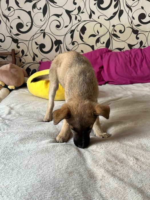 Щенок в хорошие руки