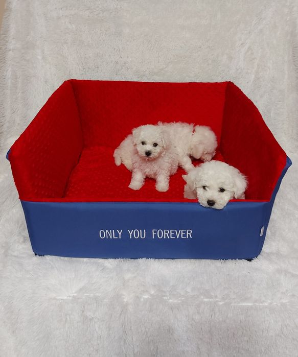 Bichon frise prześliczny piesek z rodowodem gotowy do odbioru