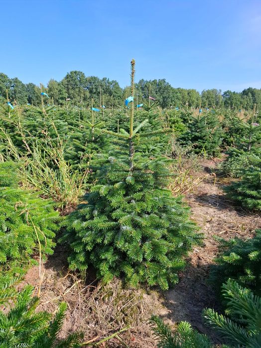 Jodła Kaukaska w donicy PREMIUM 125-150 cm/cięta od Tuchoinki.pl