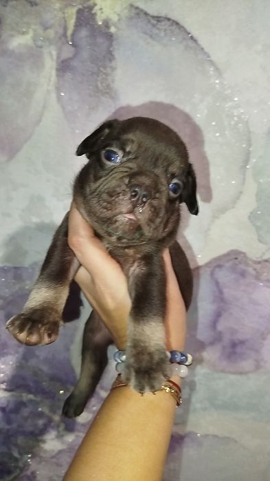 Два хлопчики французький бульдог