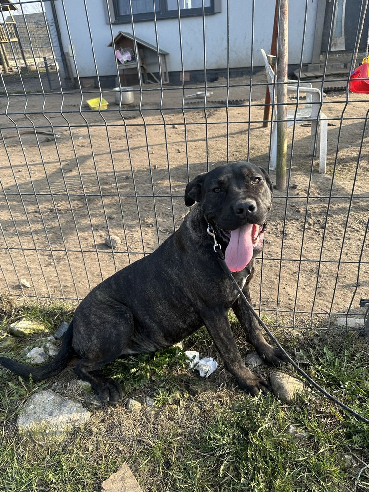 Suczka Cane Corso Italiano