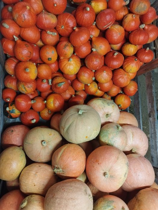 Dynia Hokkaido i Bambino Ekologiczna od Rolnika 

Oferuję zdrowe, świe