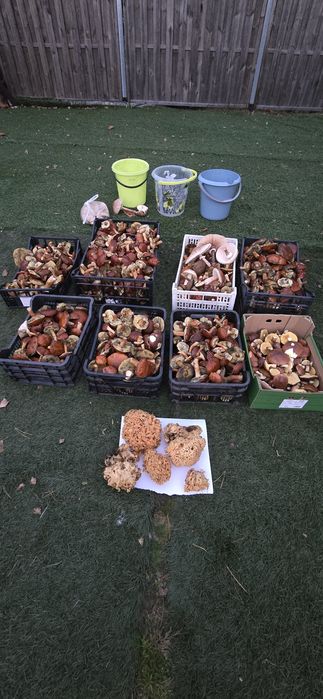 Podgrzybek   Maślaki  Sowy  Kozia broda