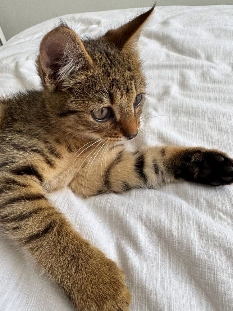 Kotki do adopcji Feniks Uno oddam za darmo