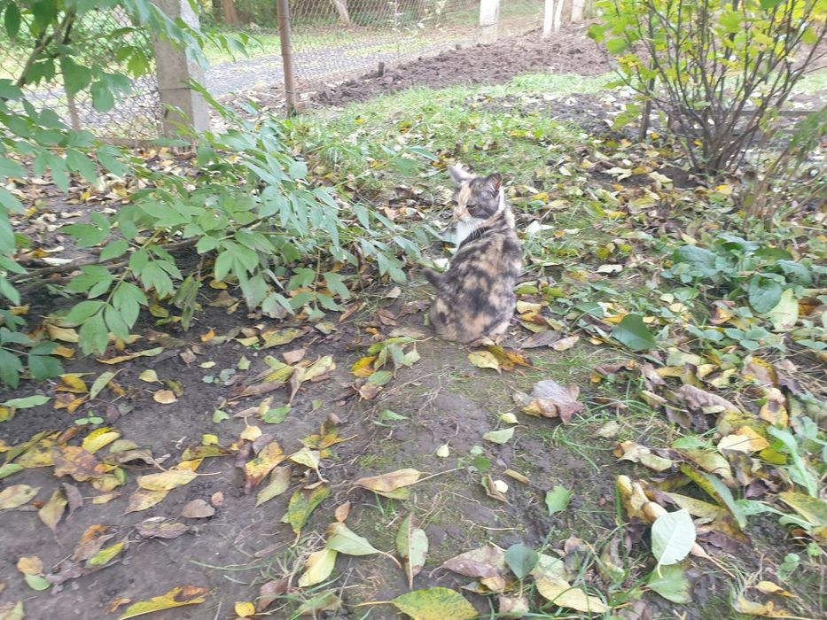 кошеня в добрі руки