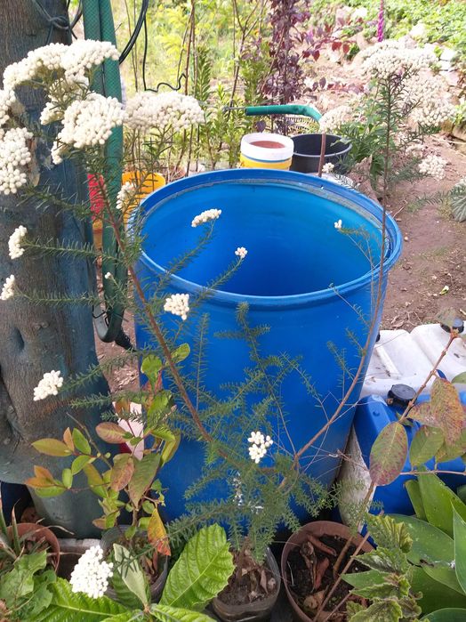 Árvore Flor de Arroz (Ozothamnus Copa)